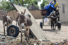 Working equines. Senegal, 2013.
