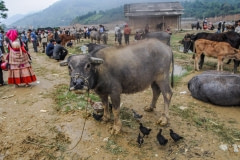 Buffalo at a market. Vietnam, 2008.