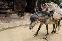 A horse carrying a heavy load. Vietnam, 2008.