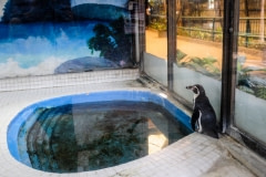 A Humboldt penguin, alone, at the Pata Mall in Thailand.
