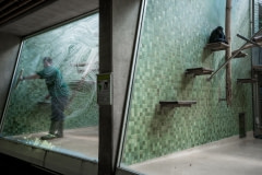 Spider Monkey and staff cleaning window at a zoo in Germany.