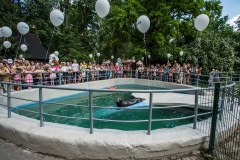 Baltic Grey Seal at a zoo in Lithuania.