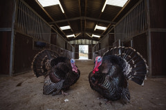 Rescued from becoming Christmas turkeys, Harold and his brother Fredrick explore the main shelter at Surge Sanctuary. UK,  2020. Tom Woollard / We Animals Media