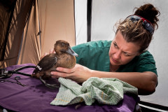Veterinarian (Natasha Bassett) examines a female Hardhead duck for shotgun wounds in a triage tent that was set up on the banks of a lake during the opening of duck hunting season in Victoria, Australia. Australia, 2017. Doug Gimesy / We Animals Media