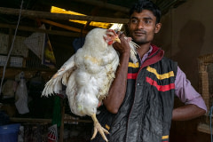 At a live animal market, a man holds up a white broiler chicken by their wing. India, 2018.  Anipixels / We Animal Media