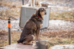 A tethered sled dog sits next to a food bowl on top of a dog house at Howling Dog Tours. Canada,  2019. Michael Buckley / We Animals Media