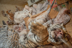 Frozen tigers found in a freezer during an SPCA inspection at a roadside zoo. Canada, 2018. We Animals Media
