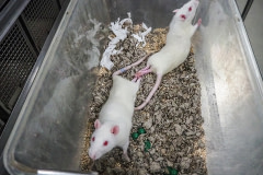 Two albino rats with recently fractured backs that paralyzed their hind end, are used for studies aimed to fix and cure paralysis and damaged spinal cords. USA, 2022. Roger Kingbird / We Animals Media