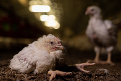 Unable to stand or walk, a chicken with legs that can no longer support them sits on their stomach inside a broiler chicken farm. Italy, 2021. Stefano Belacchi / Equalia / We Animals Media