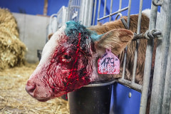 A calf with blood running down their face stands inside an individual enclosure on a farm. Czechia, 2021. Lukas Vincour / Zvířata Nejíme / We Animals Media
