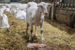 A mother goat stands over her stillborn fetus at a goat dairy farm. Netherlands, 2020. Come Closer Project / We Animals Media