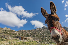A curious resident donkey with the Dejando Huella Association gazes into the camera. Spain, 2021. Rafael Bastante / We Animals Media