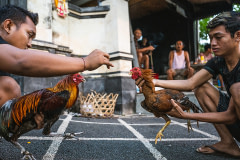 Two men hold back their roosters, who are positioned face-to-face at the start of a cockfight in Bali. Indonesia, 2022. Seb Alex / We Animals Media