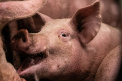 A young pig inside a transport truck desperately tries to drink water upon the truck's arrival at the Farmer John slaughterhouse. USA, 2019. Bobby Sud / We Animals Media