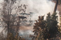 Dairy cows gather together amid the smoke from a wildfire. Chile, 2012. Renata Valdivia / We Animals Media