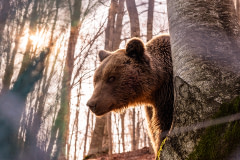 A brown bear at the Arcturos Environmental Centre and Bear Sanctuary. Greece, 2019. Odysseas Chloridis / We Animals Media