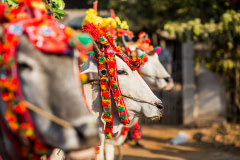 Cattle wearing traditional decorations stand side by side during the Shinbyu ceremony. Myanmar, 2015. Dario Endara / We Animals Media