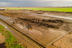 Aerial view of dairy cows standing in mud and receding flood waters after a series of eight atmospheric rivers battered the state of California since late December 2022. USA, 2023. Alex Akamine Photography / We Animals Media