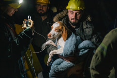 Following two massive February 2023 earthquakes, HAYTAP Animal Rights Federation and Istanbul Fire Department team members carry a mother dog from inside a damaged building. Turkiye, 2023. Ozan Acidere / We Animals Media
