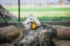 Rescued arctic fox Maciek takes a bite of his first-ever pear at a Polish animal sanctuary after being saved from the fur industry by the animal advocacy organization Open Cages (Otwarte Klatki). Poland, 2020. Andrew Skowron / We Animals Media