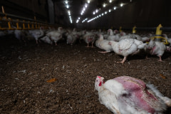 A chicken lies on their back on a barn floor and next to a deposit of excrement at a broiler chicken farm. Finland, 2019. Benjamin Blomstedt / We Animals Media