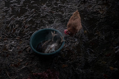 At an Indonesian market before the Eid al-Fitr holiday, a chicken investigates the body of a slaughtered chicken soaking in a tub of hot water before being defeathered. Indonesia, 2023. Resha Juhari / We Animals Media