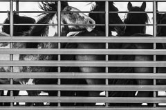 Wild American mustangs stand inside a trailer awaiting transport to a federal holding facility after being rounded up by helicopter and removed from their wild home on Wyoming Checkerboard land. USA, 2021. WilsonAxpe Photography / We Animals Media