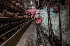 A hen used for egg production looks through the vertical bars of an old and obsolete style of battery cage. Canada, 2020. Existence / We Animals Media