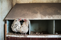 Two chickens perch side by side in a wooden nesting box on a small permaculture farm. Sweden, 2015. Ester Dobiasova / We Animals Media