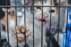 A distressed kitten at an animal market. Indonesia, 2023. Rebecca Cappelli / We Animals Media