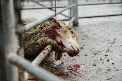 Blood drips from a sheep’s body after being killed on the spot in an isolation pen. Australia, 2017. Kelsey Hannah / HIDDEN / We Animals Media