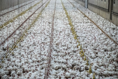 Thousands of chickens packed into a broiler hall complex. Finland, 2017. Juho Kerola / HIDDEN / We Animals Media