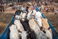 Buyers herd their cattle through the crowded market in Bagachra into waiting trucks to be transported across the country.