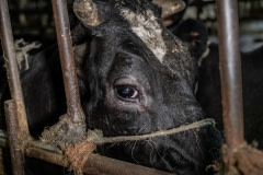 A cow tethered to bars inside a barn. Taiwan, 2019.