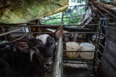 A segregated calf in a small crate at a dairy farm. Taiwan.