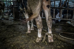 A tethered cow walking short steps in a dairy farm. Taiwan.