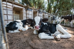 Calves outside of a hutch.  Australia, 2017.