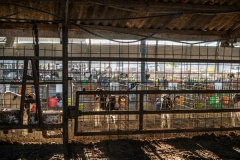 Segregated calves. Israel, 2018.