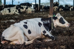 A dairy cow lying in filth inside a barn. Israel, 2018.