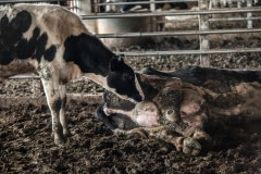 A sick dairy cow lying in a filthy barn. Taiwan.