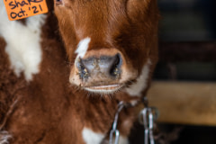 At this farm, calves and young Holstein and Jersey cows who are slated for life in the dairy industry live indoors all winter, chained by their necks. USA, 2022.