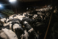 Holstein cows are ushered into the centre of a barn which leads to the milking parlour at a dairy farm in Vermont. Between the months of November to April or May, they are only able to stand up and lie down. USA, 2022.