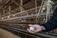 Investigator holds a duck egg in front of a row of battery cages at an industrial farm in Taiwan.