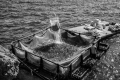 Sea-farmed sea bass are hauled from floating pens and dumped into ice containers, then transferred to the slaughter and packing plant. Photos taken on assignment for Ecostorm / Compassion In World Farming.