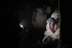 Fimmakers and investigators film the dusty conditions inside a turkey factory farm.