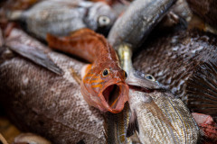 A small fish dying from asphyxiation.