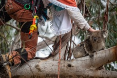 An injured and dehydrated koala is coerced from a tree by scaring him with black flaps and a pole.
