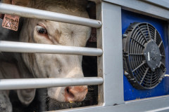 Animals transported for slaughter from across Europe through the Bulgarian-Turkish border. Turkey, 2018.