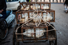 Metal crates of chickens are tied together to secure them during transportation by a cycle rickshaw. India, 2021. S. Chakrabarti / We Animals Media