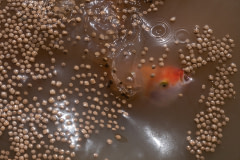 Red hybrid tilapia gorge on homemade formulated food pellets on the surface of the murky water of a floating pen at a fish farm in Thailand.